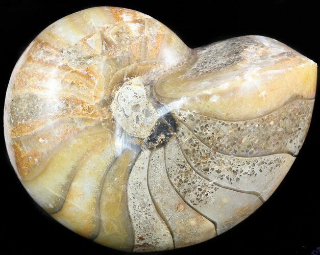 Polished Nautilus Fossil - Madagascar #47394
